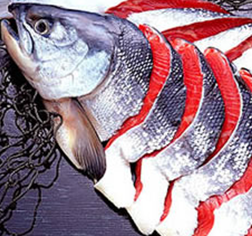 カナダ産紅鮭沖捕り熟成姿切2.2kg